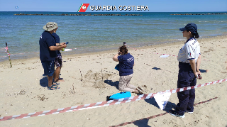 Tartaruga depone le uova sulla spiaggia di Cupra, la schiusa ad agosto